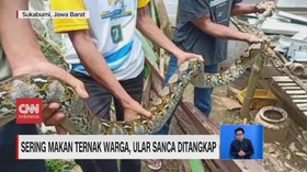 VIDEO: Warga Tangkap Ular Sanca Pemakan Ternak