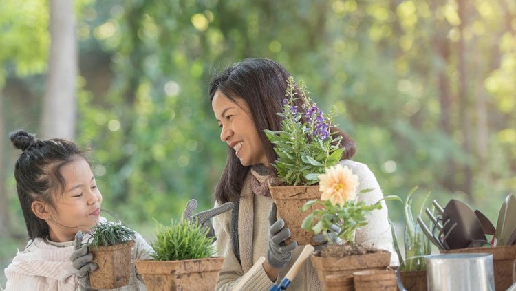 berkebun