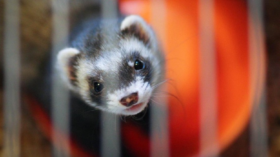 The young weasel in the big cage.