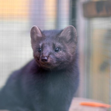 Ada di 6 Negara, Apakah Mutasi Corona dari Cerpelai ke Manusia Bahaya?