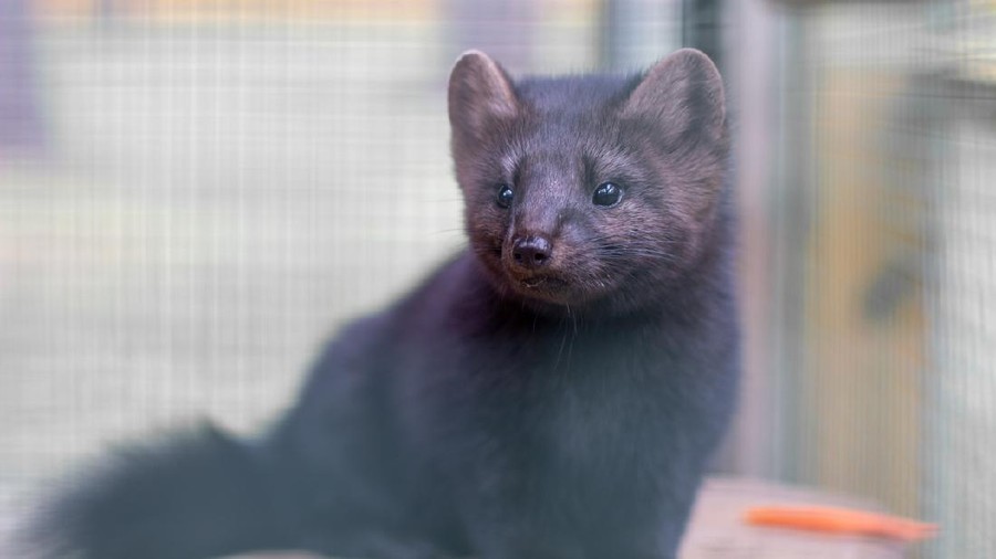 The young weasel in the big cage.