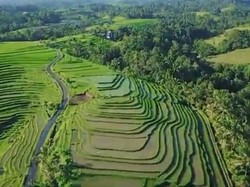Mengintip Keindahan Desa Wanagiri Kauh di Tabanan Bali