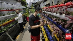 FOTO : Kampung Sehat Ibu Kota