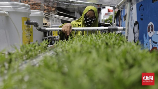 FOTO : Kampung Sehat Ibu Kota