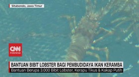 VIDEO: Bantuan Bibit Lobster Bagi Pembudidaya Ikan Keramba