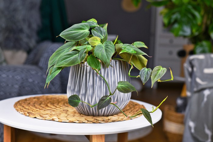 Tropical 'Philodendron Hederaceum Micans' houseplant with heart shaped leaves with velvet texture in gray flower pot on coffee table