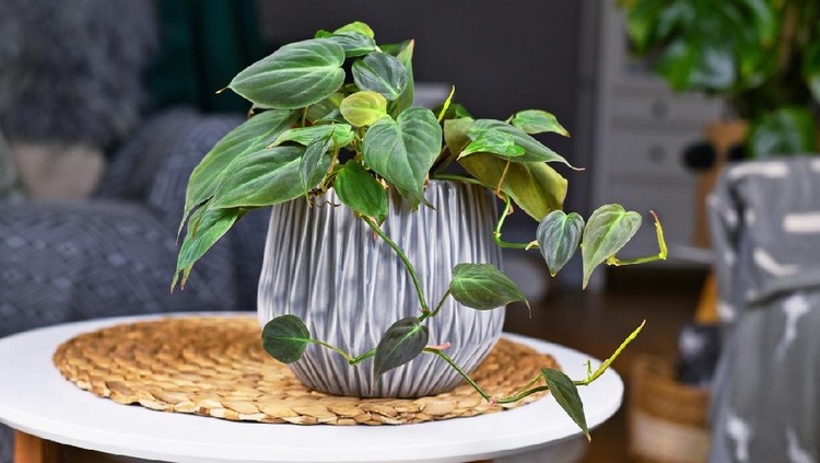 Tropical 'Philodendron Hederaceum Micans' houseplant with heart shaped leaves with velvet texture in gray flower pot on coffee table