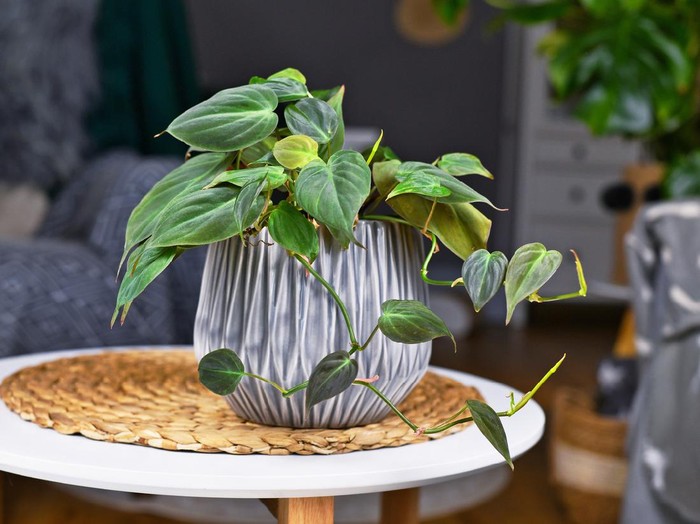 Tropical 'Philodendron Hederaceum Micans' houseplant with heart shaped leaves with velvet texture in gray flower pot on coffee table