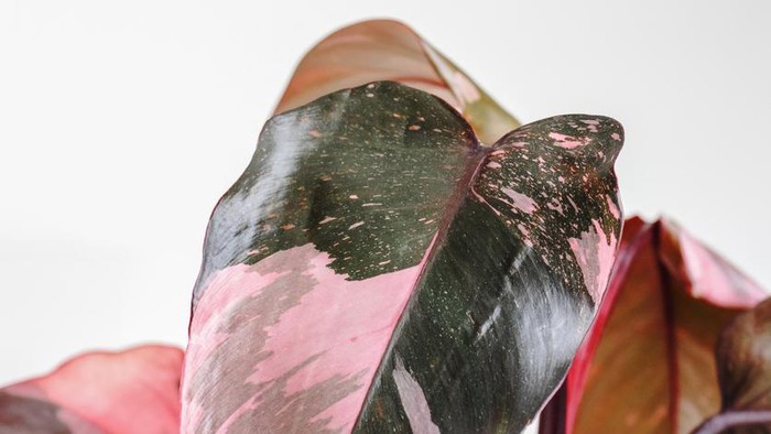 Tropical 'Philodendron Hederaceum Micans' houseplant with heart shaped leaves with velvet texture in gray flower pot on coffee table