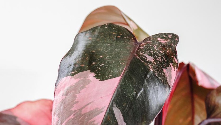 Tropical 'Philodendron Hederaceum Micans' houseplant with heart shaped leaves with velvet texture in gray flower pot on coffee table