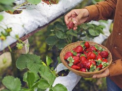 Seru! Di 5 Wisata Petik Buah Ini Bisa Petik Strawberry hingga Buah Naga