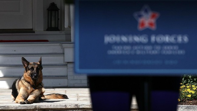 Dua anjing peliharaan Presiden Joe Biden terpaksa dikirim kembali ke rumah mereka di Delaware setelah menggigit petugas keamanan Gedung Putih.