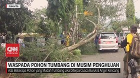 VIDEO: Waspada Pohon Tumbang di Musim Hujan