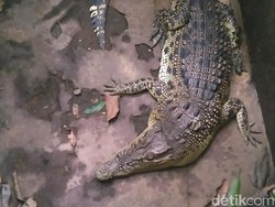 Buaya Muara Ditangkap Saat Masuk di Tambak Milik Warga