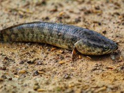 20 Manfaat Ikan Gabus untuk Kesehatan, Penderita Diabetes Wajib Tahu!