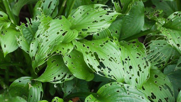 large green plant leaves with holes, damaged parasites