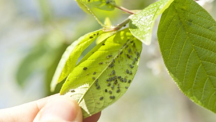 ilustrasi hama human hand is checking leafs for aphidsaphids on leaf