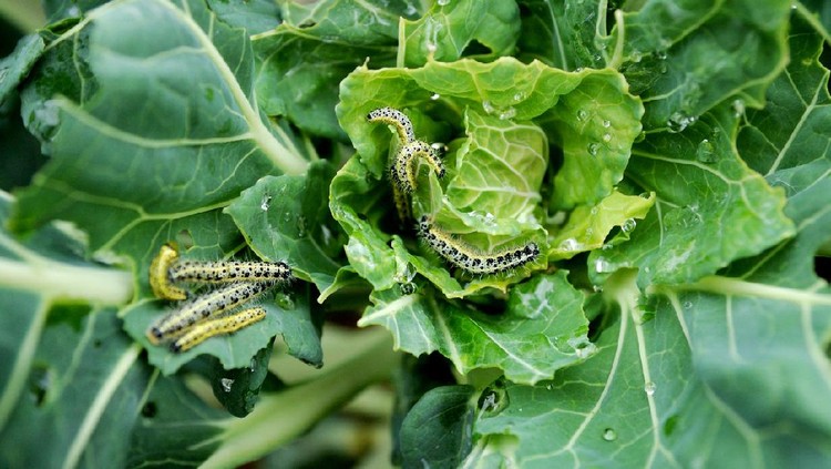 large group of cabbage white caterpillars on a vegetable