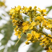 Kenalan dengan Senna Alata, Obat Herbal dan Manfaatnya