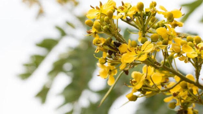 Kenalan dengan Senna Alata, Obat Herbal dan Manfaatnya