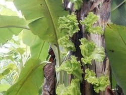 Dijamin Subur! Tanam Sawi hingga Selada di Gedebog Pisang