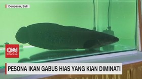 VIDEO: Pesona Ikan Gabus Hias Yang Makin Diminati