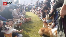 VIDEO: 300 Anjing Ras Corgi Ikut Lomba Ketangkasan