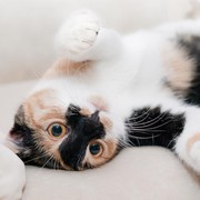 Tutorial Memandikan Kucing Anti Dicakar, Dijamin Mpus Nurut!