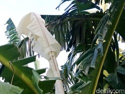 Daun Pisang Berwarna Putih Mirip Kain Kafan yang Bermunculan di Kudus