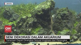VIDEO: Mengenal Perbedaan Aquascape & Terarium