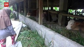 VIDEO: Merapi Dianggap Aman, Ratusan Sapi Belum Diungsikan