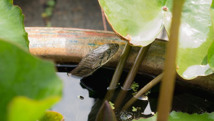 The Snake in The Lotus Pond,Finding a Fish to Eating