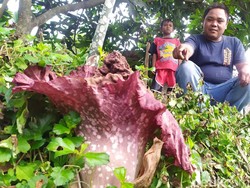 Bunga Bangkai Suweg Tumbuh di Samping Rumah Warga di Cianjur
