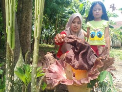 Selain di Lamongan, Bunga Bangkai Juga Ditemukan Tumbuh di Madiun
