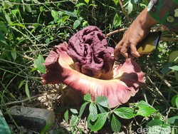 Bunga Bangkai Tumbuh dan Mekar di Markas Koramil Maros Sulsel