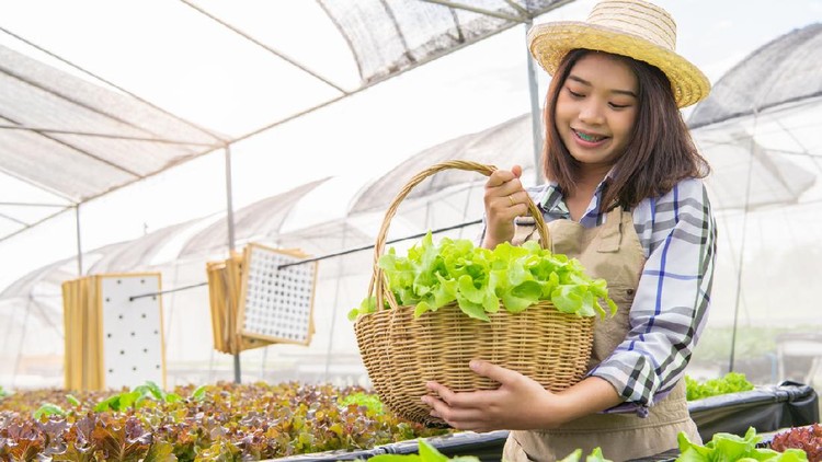 Young Asian hydroponics organic farmer collecting vegetables salad into basket with nursery greenhouse. People lifestyles and business. Indoor agriculture and cultivation  environment gardener concept