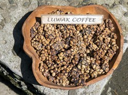 5 Keistimewaan Kopi Luwak yang Mahal Harganya