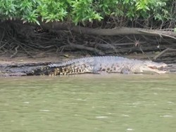 Susur Sungai Sampai Lihat Buaya di Muara Sebuhur, Kalsel
