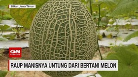 VIDEO: Raup Manisnya Untung dari Bertani Melon