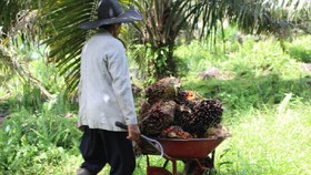 Petani Sawit Belum Nikmati Program B30