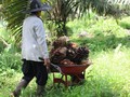 Petani Sawit Belum Nikmati Program B30