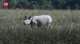 VIDEO: Suaka Marga Satwa India Kembali Sambut Wisatawan