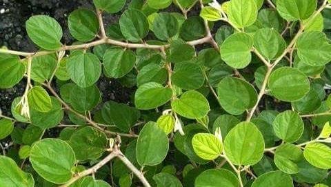 Manfaat rebusan daun bidara bagi tubuh