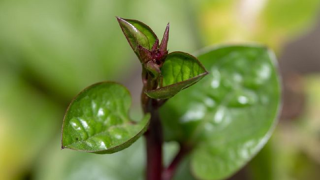 5 Manfaat Daun Binahong Sembuhkan Luka Hingga Rawat Kulit