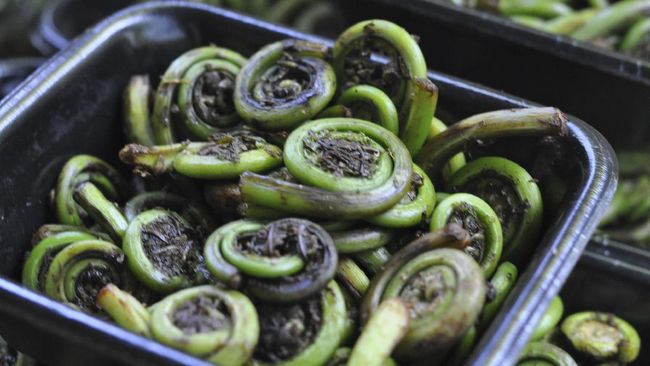 Daun pakis ternyata bisa diolah menjadi berbagai macam hidangan. Salah satunya adalah tumis paku yang praktis dan nikmat.