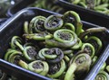 Resep Praktis Tumis Pakis