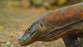 Elok Kehidupan di Taman Nasional Komodo, Labuan Bajo