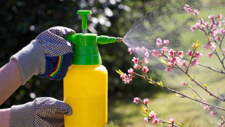 pestisida Woman with gloves spraying a blooming fruit tree against plant diseases and pests. Use hand sprayer with pesticides in the garden.