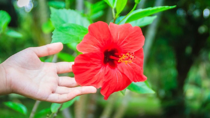 Hibiscus Rosa-Sinensis flower