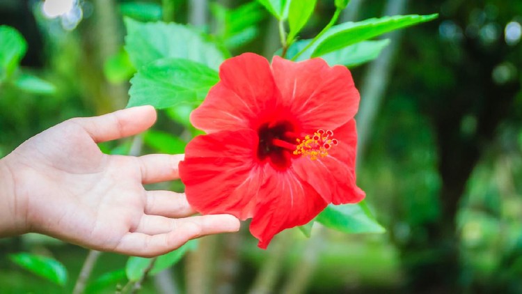 Hibiscus Rosa-Sinensis flower